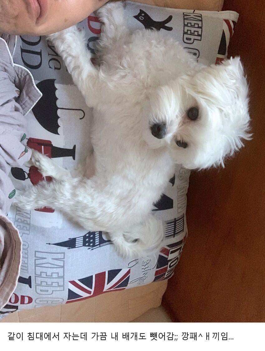 이사왔는데 전 주인이 강아지 버리고 감;;; | 인스티즈