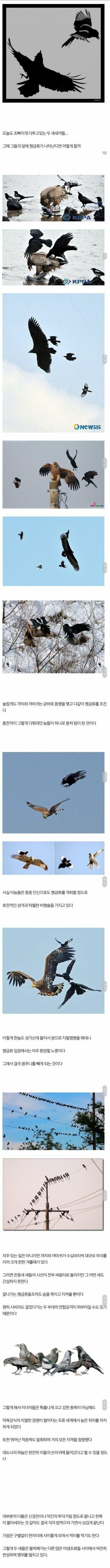 대한민국 하늘의 조폭들 | 인스티즈