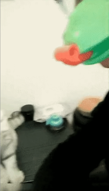 고양이 킹받게 하는법.gif | 인스티즈