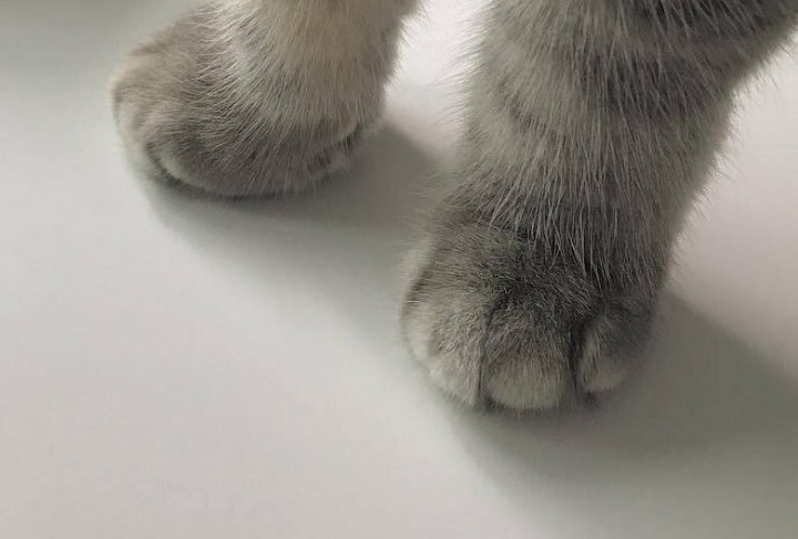 흰 양말 신은거 같은 고양이의 발.jpgif | 인스티즈