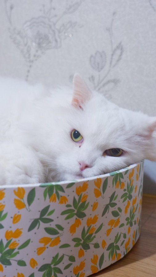 고양이에게서 지독한 냄새가 난 이유 | 인스티즈