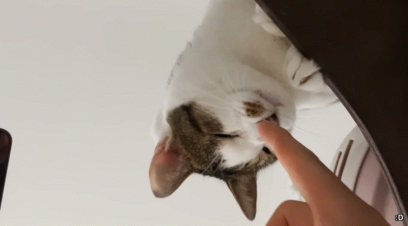 [hahaha] 고양이 때문에 드라마를 볼 수가 없다.gif | 인스티즈