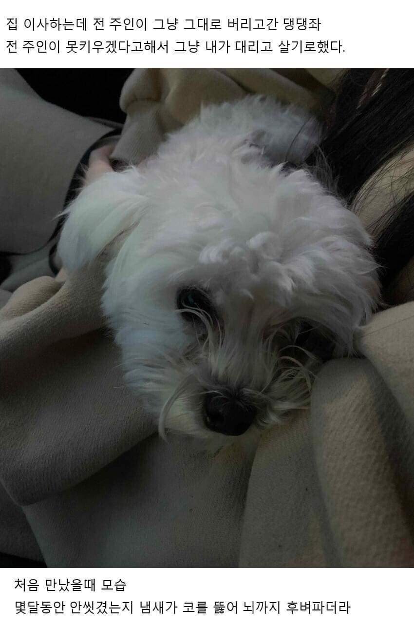이사왔는데 전 주인이 강아지 버리고 감;;; | 인스티즈