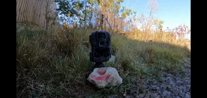 도로 위 야생동물 생태통로를 이용하는 동물들.jpg | 인스티즈