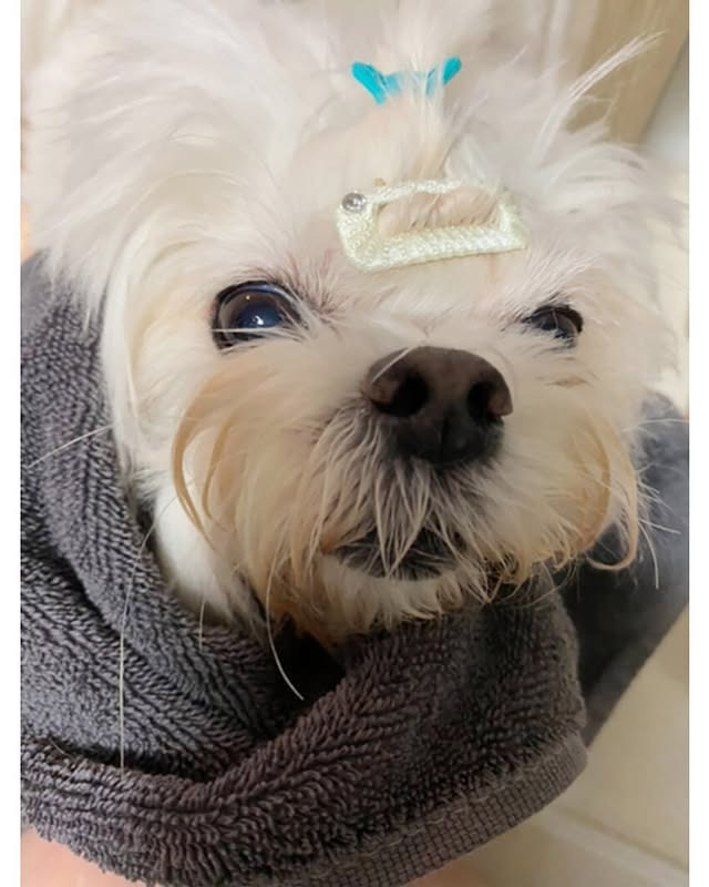 물 잘 안 마시는 강아지들 물에 당근이나 오이 넣으면 잘 마신대서 해봤거든 | 인스티즈