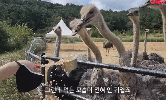 비싼 타조고기 맛의 실체..jpg | 인스티즈