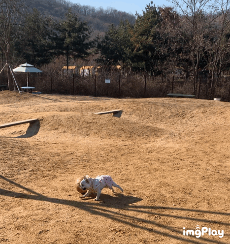 어제 동물병원 갔는데 옆테 다른 견주분이 몇살이냐고 물어보길래 26살이라고 대답했거든..? | 인스티즈