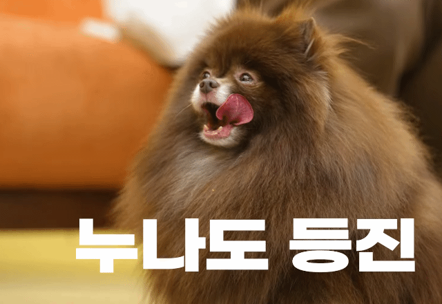 제니 껌딱지라는 블랙핑크 제니의 반려견.gif | 인스티즈