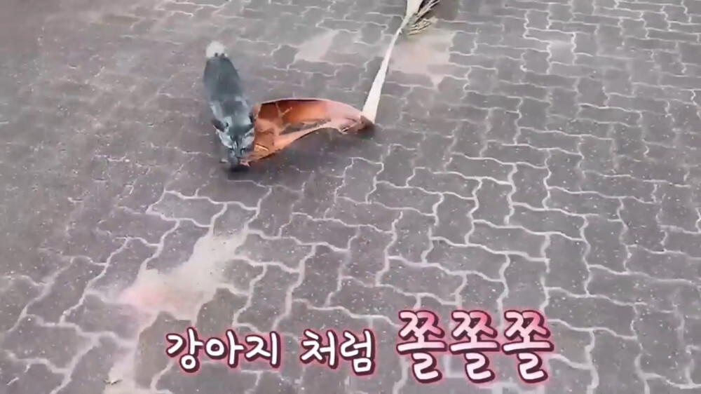 [스압주의] 일본인 캣맘 유튜버 2편 - 3천만원짜리 고양이 집 지음 | 인스티즈