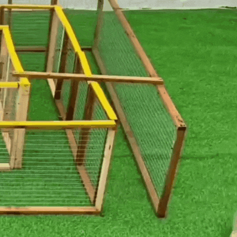 상위 1% 강아지.gif | 인스티즈