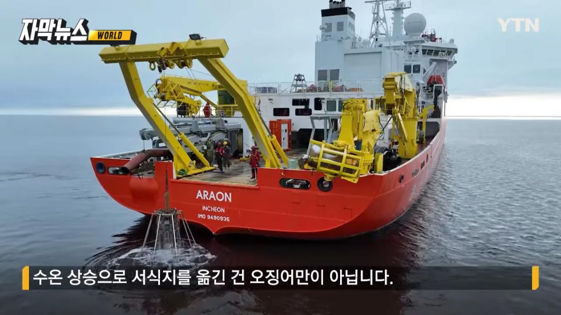 동해에서 사라진 오징어들 북극에서 발견됨 | 인스티즈