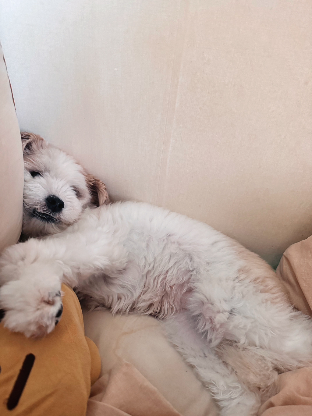 길냥이 길댕이 맘에들면 주워가라길래 주워옴 | 인스티즈