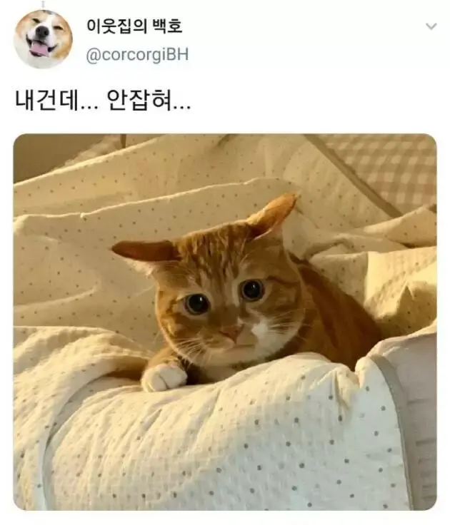 시무룩한 고양이 | 인스티즈