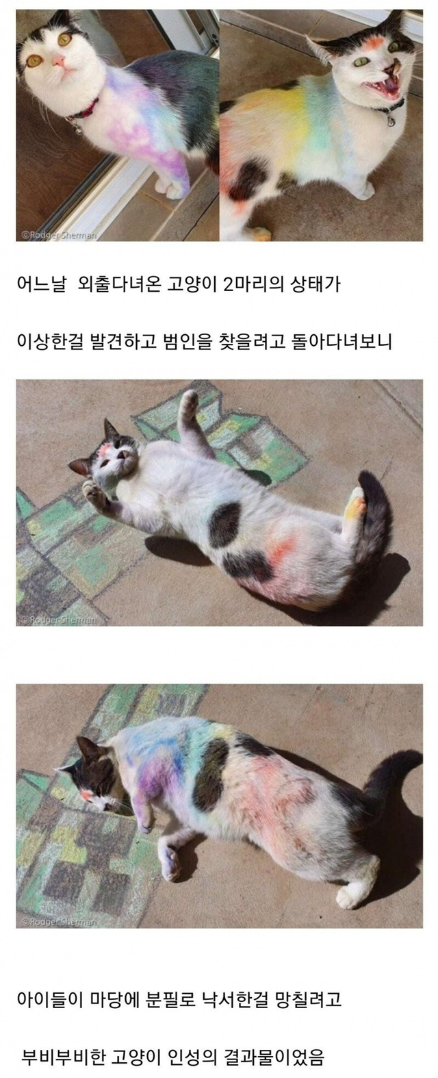 고양이 몸에 분필로 낙서한 범인을 찾아라 | 인스티즈