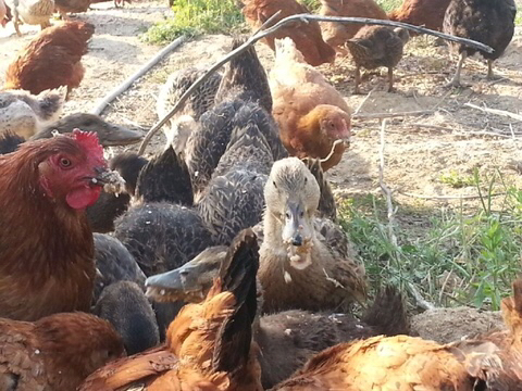 진도스키 및 오리 및 닭들 | 인스티즈