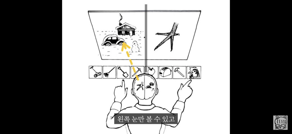 (스압)분리 뇌 실험 | 인스티즈