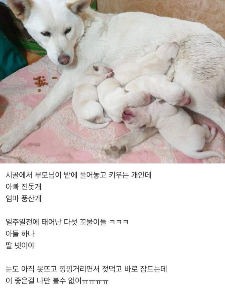 일주일전에 태어난 다섯 꼬물이들 | 인스티즈