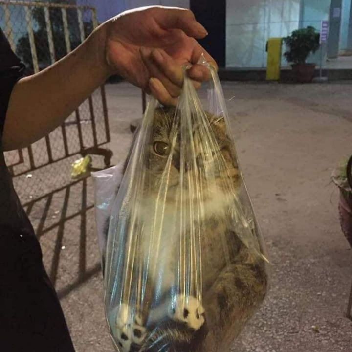 집에서 탈출한 냥이 잡아가는중 | 인스티즈