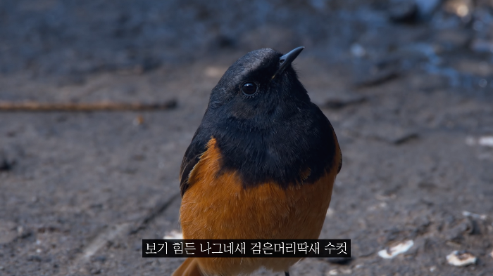 [사진100장스압] 고양이가 자연생태계에 끼치는 심각한 영향 | 인스티즈