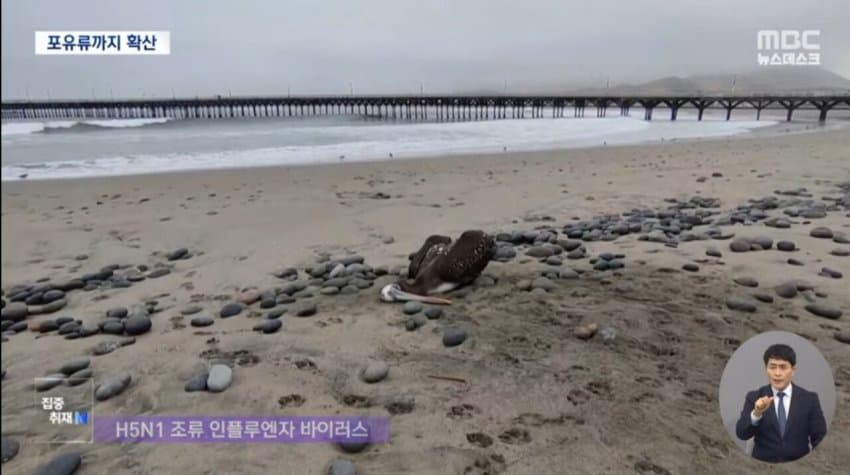 현재 전 세계로 퍼지고 있는 조류 독감.jpg | 인스티즈