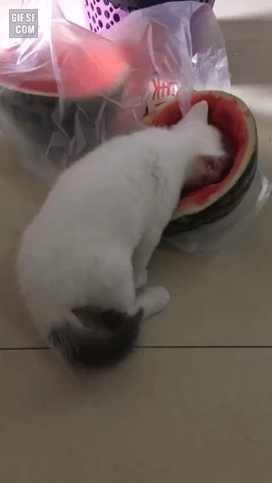 몰래 수박 먹던 고양이 | 인스티즈
