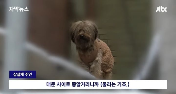 우리 개는 사람은 안물어 | 인스티즈