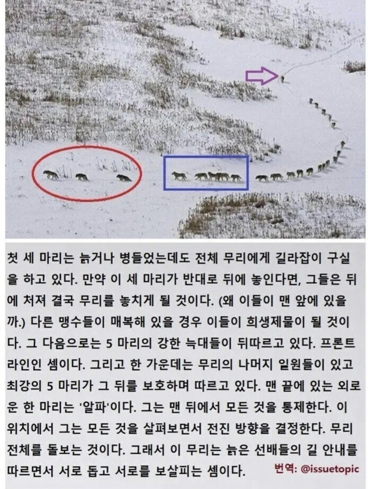 늑대 무리가 이동하는 방법 | 인스티즈