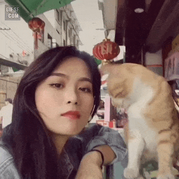 미인+고양이 조합 | 인스티즈