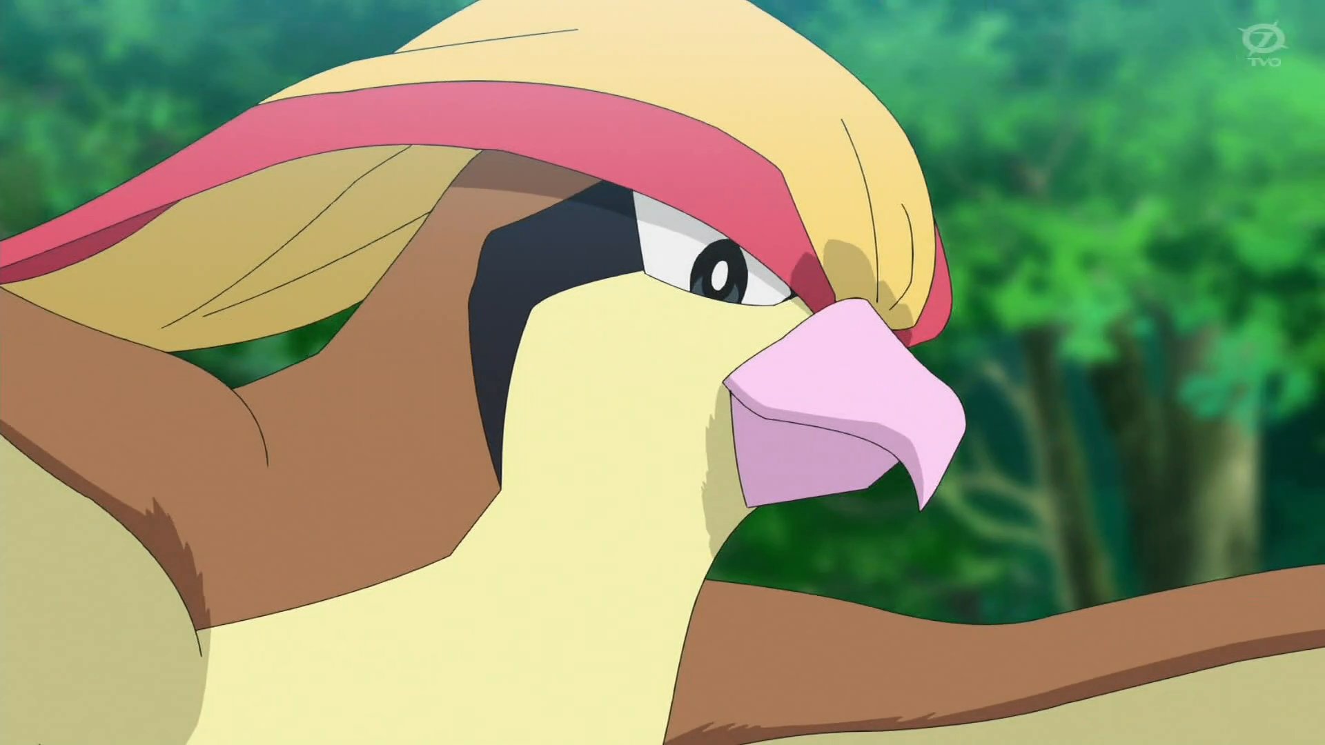 드디어 피존투가 나왔다는 글에 난리난 원피스갤 | 인스티즈