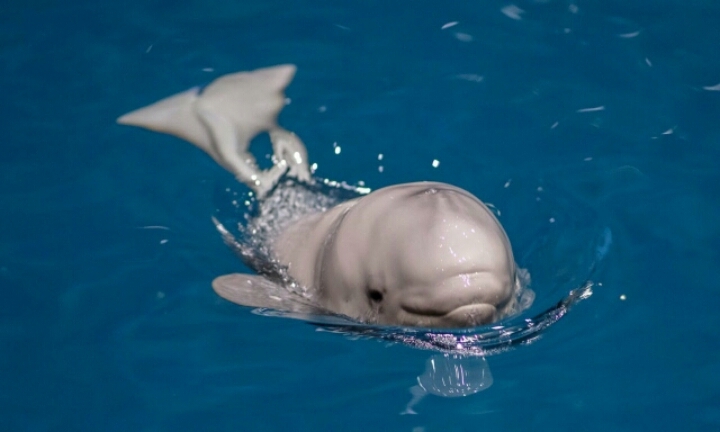 아기 고래 | 인스티즈