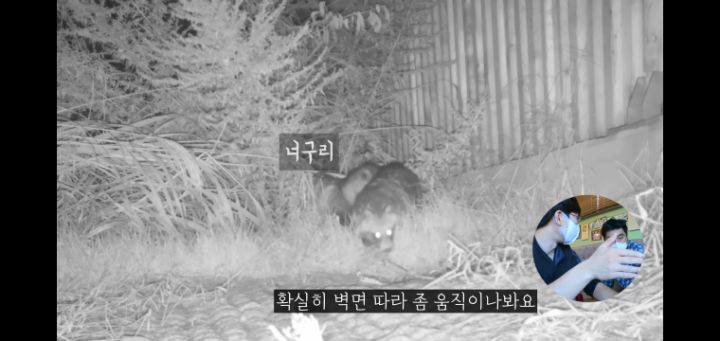 도로 위 야생동물 생태통로를 이용하는 동물들.jpg | 인스티즈