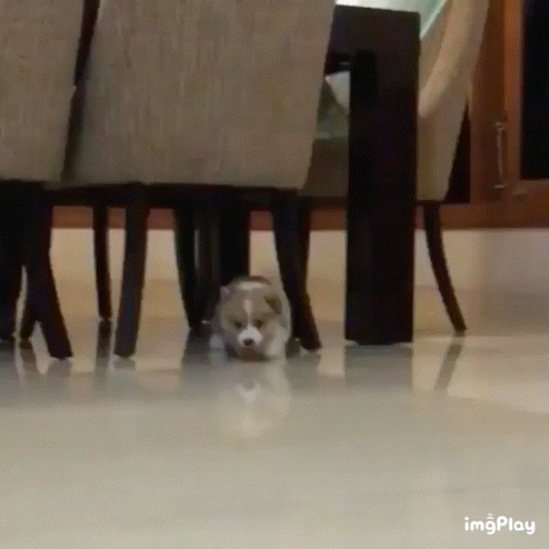 거실 걸어가다가 급 지친 아기 웰시코기 댕댕이.gif | 인스티즈