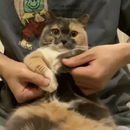 이걸 받아주는 고양이 | 인스티즈