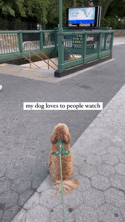 사람 구경을 좋아하는 댕댕이.gif | 인스티즈