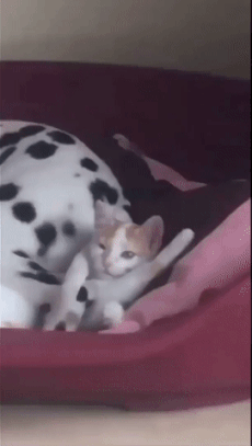 고양이가 깨문 이유 .gif | 인스티즈