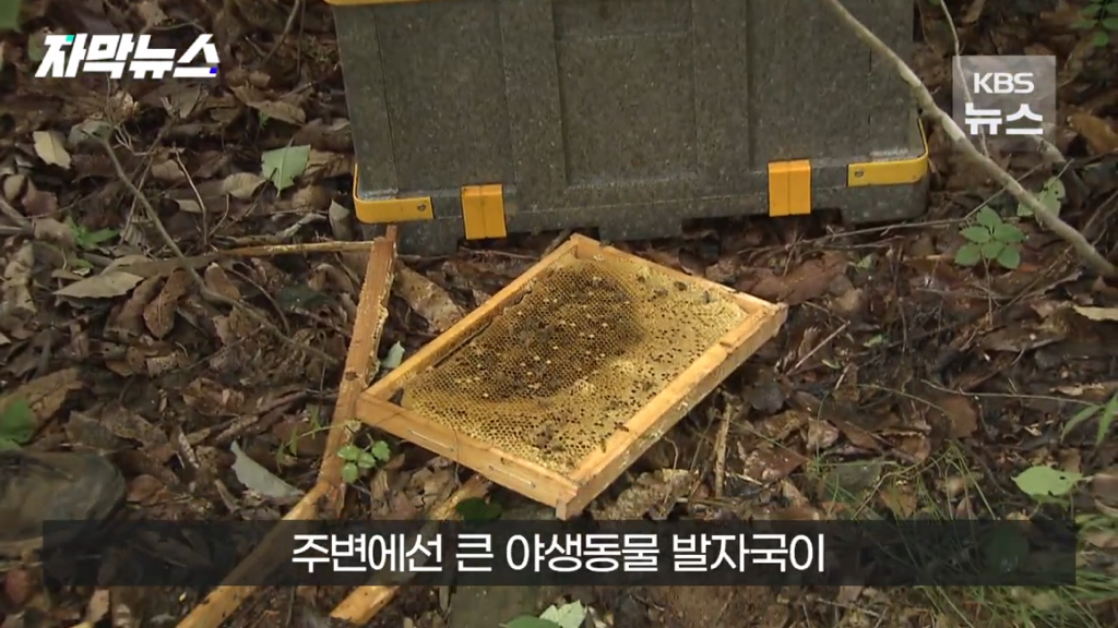 스압)지리산 반달가슴곰, 양봉 농가 꿀 빼먹었다 | 인스티즈