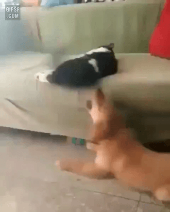 집사들은 아는 평범한 고양이의 모습 | 인스티즈