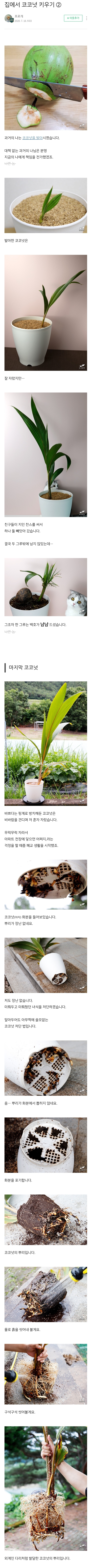 집에서 코코넛 키우기 | 인스티즈