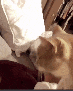 얼굴에 팩 하고 있는 집사를 본 냥이 | 인스티즈