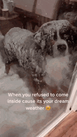 눈 오는 날 산책하고 돌아온 댕댕이.gif | 인스티즈