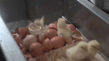 (혐)수컷 병아리의 삶 | 인스티즈