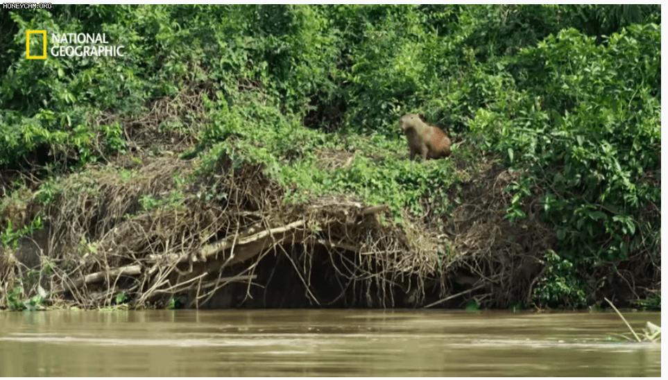 야생 카피바라가 천적인 재규어를 피하는 방법 | 인스티즈