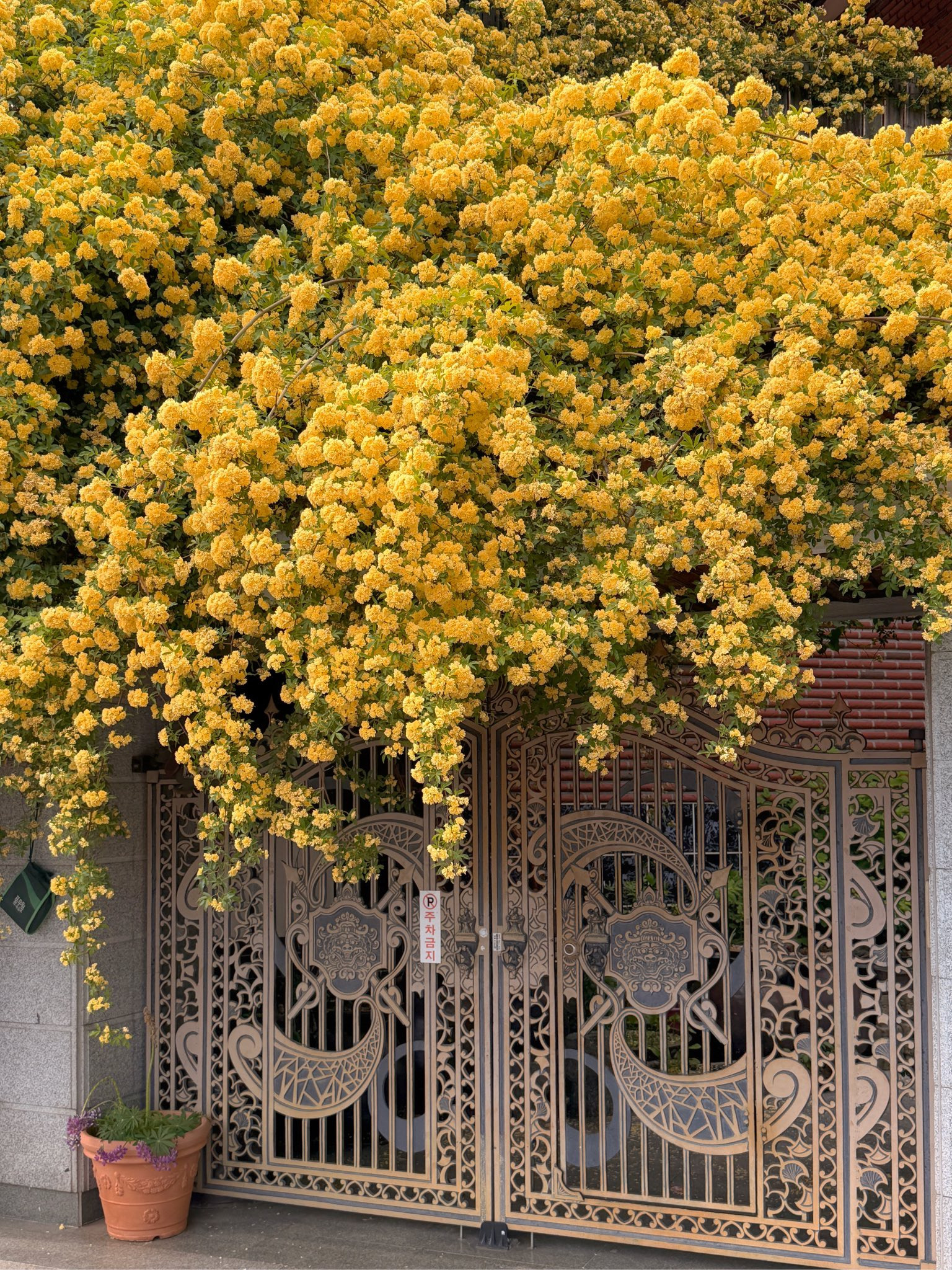 할머니집 근처에 목향장미 가득한 집이 있어 보고옴.twt | 인스티즈