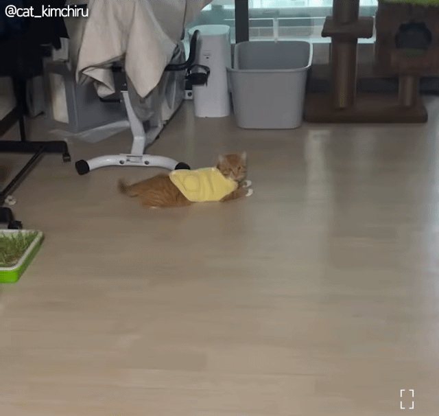 오라고 부르니까 굴러오는 냥이 | 인스티즈