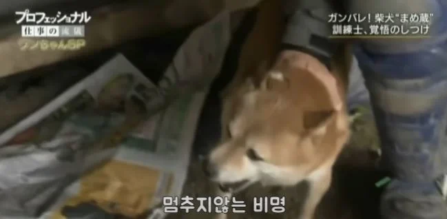 일본판 강아지 교육 1타강사 | 인스티즈