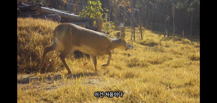 도로 위 야생동물 생태통로를 이용하는 동물들.jpg | 인스티즈