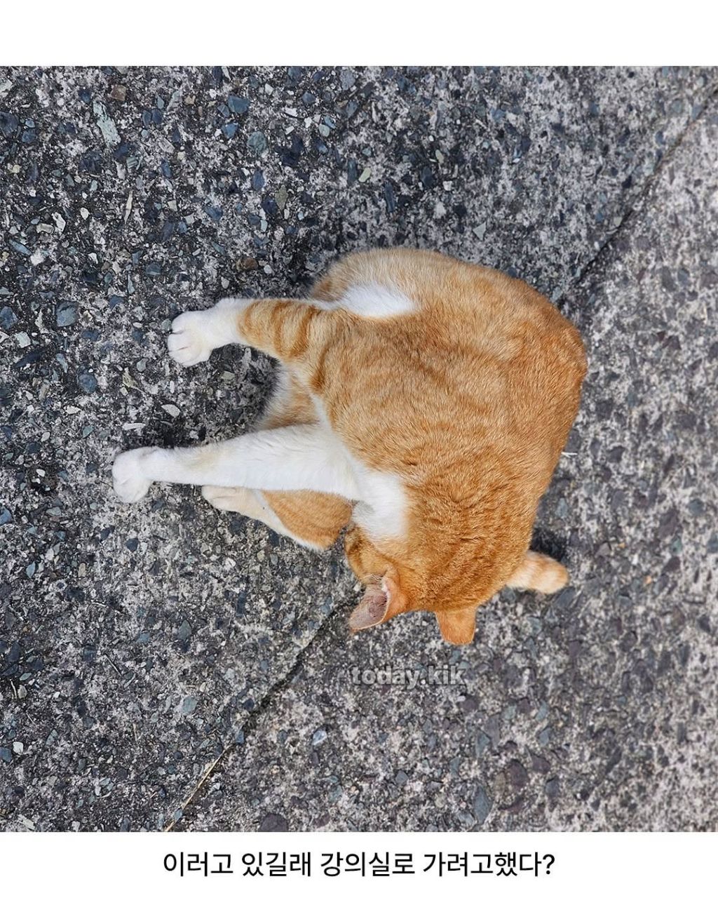 학교 고양이에게 밥주려고 닭 안심 삶아옴 | 인스티즈