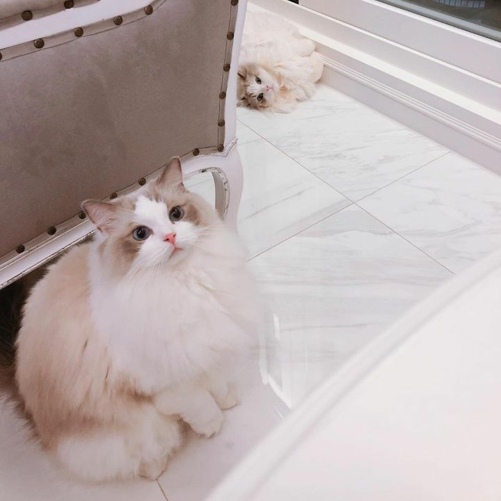 카집 이미지