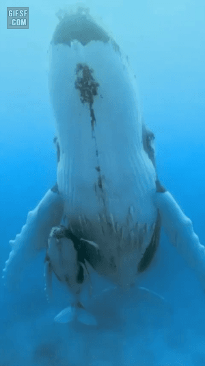 아기 고래 | 인스티즈