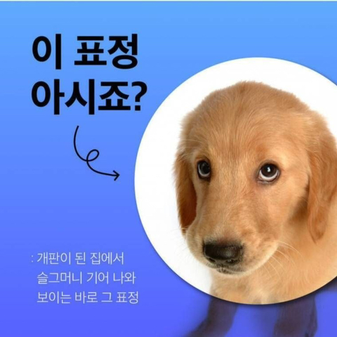 견주들이 보자마자 환장한다는 표정 | 인스티즈